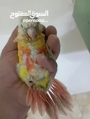  2 فراخ جرين شيك