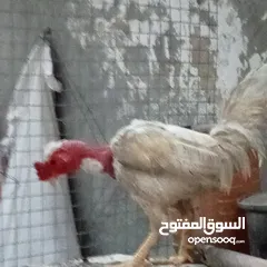  2 دجاج عرب وبشوش مصري