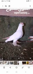  4 متاح جوزين شغالات