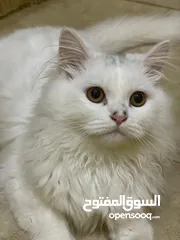  2 قط شيرازي.