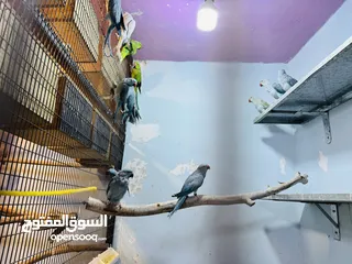  4 جواز درة شغالة للانتاج طفرات جميلة جداً