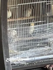  12 يوجد طيور كناري مميزة وجميلة في الخليل