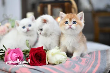  9 Scottish or British kitten ny12