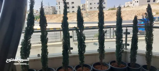  1 شجار طبيعي