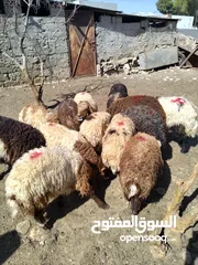  2 خرفان وعبور