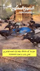  3 متوفر بط مصري كميه ماشاء الله