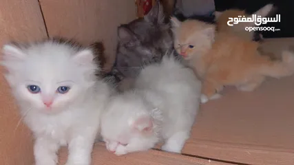  4 Mix persian kittens