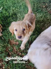  10 كلاب جميلة للبيع