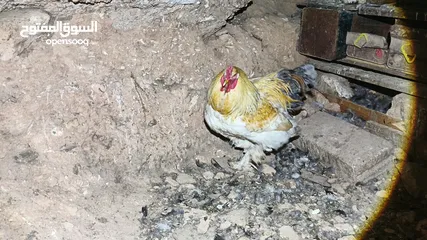  11 ديوك براهما بيور