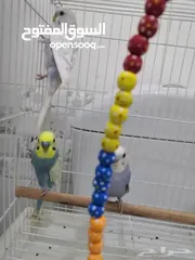  4 Parrot for sale