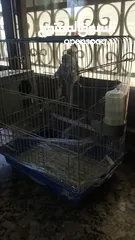  7 طيور حب للبيع