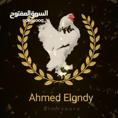  1 كتاكيت براهما