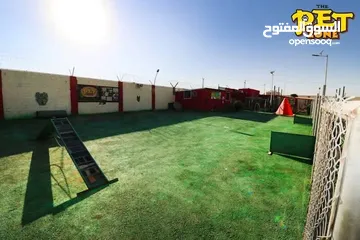  5 فندق ومركز تدريب للكلاب