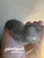  5 بيض مخصب وصيصان دجاج سلالات
