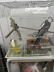  1 Breeding pair of cocktails + their chick + The cage