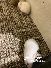  14 hamster هامستر للبيع عدد 7