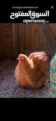  6 مطلوب دجاج من نفس النوع الظاهر بل صورة للتواصل عل خاص _________________________
