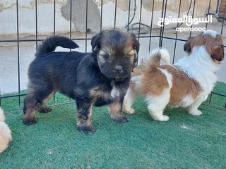  3 كلاب حجم صغير مابكبر