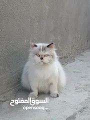  2 قطة هملايا حامل