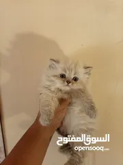  8 كتن هملايا عمر 45 يوم للبيع بسعر مغري