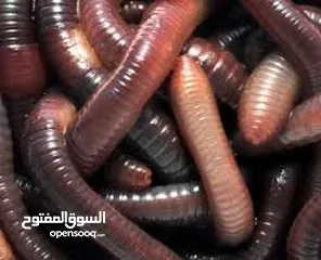 13 مقالب  رعب و نهفات مزح  حشرات دود   و اقعى صرصور و عنكبوت مقلب صدمه مصنعه من السيلكون