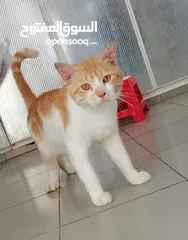  1 للتبني مجاناً (free) For adoption