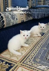  2 قطط للبيع لعدم التفرق