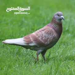  1 حمام للبيع بسعر مناسب جدا نار