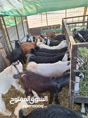  22 للبيع طليان ورخال حرية وتيوس وجفار عواض للمناسبات