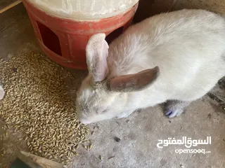  2 موجود ارانب للبيع ما شاء الله شغل مقنوه