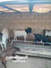  4 جدي لون وصحه نار هداد عش شهور سلاله نظيفه