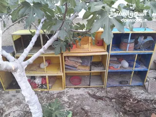  3 قنون حمام لوكسان