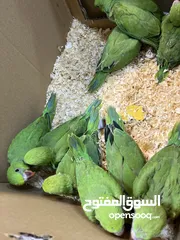  5 فراخ درة فخر الإنتاج الأردني سوبر جامبو نخب أول تابع الوصف عرض خاص جدا تم التخفيض من 65 إلى 55