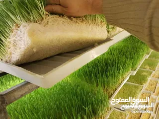  8 استنبات شعير  شعير مستنبت Sprouted   صواني استنبات شعير Barley germination barley