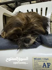  13 Shihtzu Salalah Only