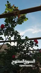  9 بيت ومنازل للبيع