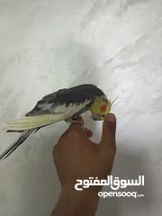  2 ذكر كوكتيل متكلم شوف الوصف .........................................................................