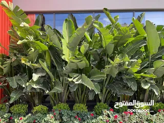  1 كافة أصناف اشجار الزينه