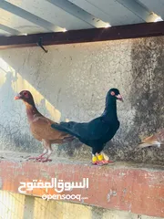  12 حمام انواع نخب اول معاكيف وبغدادي وابلق
