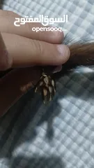  7 حيوان mink محنط الحيوان نادر