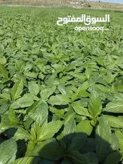  15 ملوخيه شغل بيت 4كيلو اخضر ب 10د ناشف الكيلو 5  اقل سعر  ملوخيه السنه نخبب  ملوخيه مغسله ونضيفه وجاهز