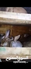  8 ارنب اللبيع