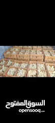  1 صوص لاحم / تسمين موجود اسبوعيا