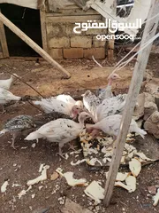  2 دجاح رومي حبش