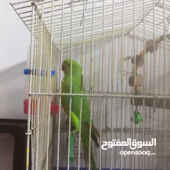  2 ببغاء درة للبيع