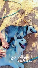  1 كلاب هاسكي اصلي