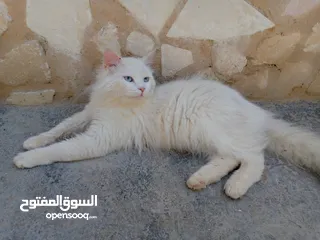  1 قطط شيرازي