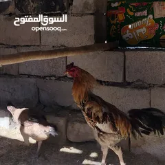  1 ديوجة هندي للبيع