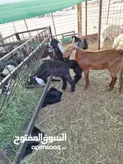 19 للبيع طليان ورخال حرية وتيوس وجفار عواض للمناسبات
