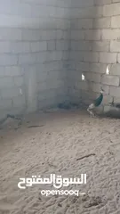  7 طاووس زواج للبيع المكان البيضاء